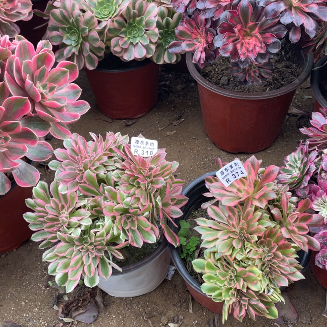 374-318两颗多肉法师断枝不包