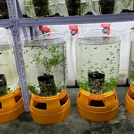 孔雀鱼独立系统缸一大一小两个。