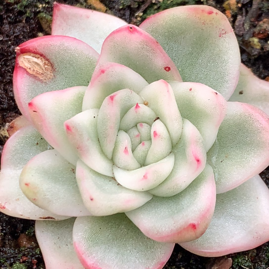 彼岸花姐dj j j j j