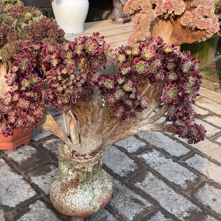 法师老桩缀化美杜莎