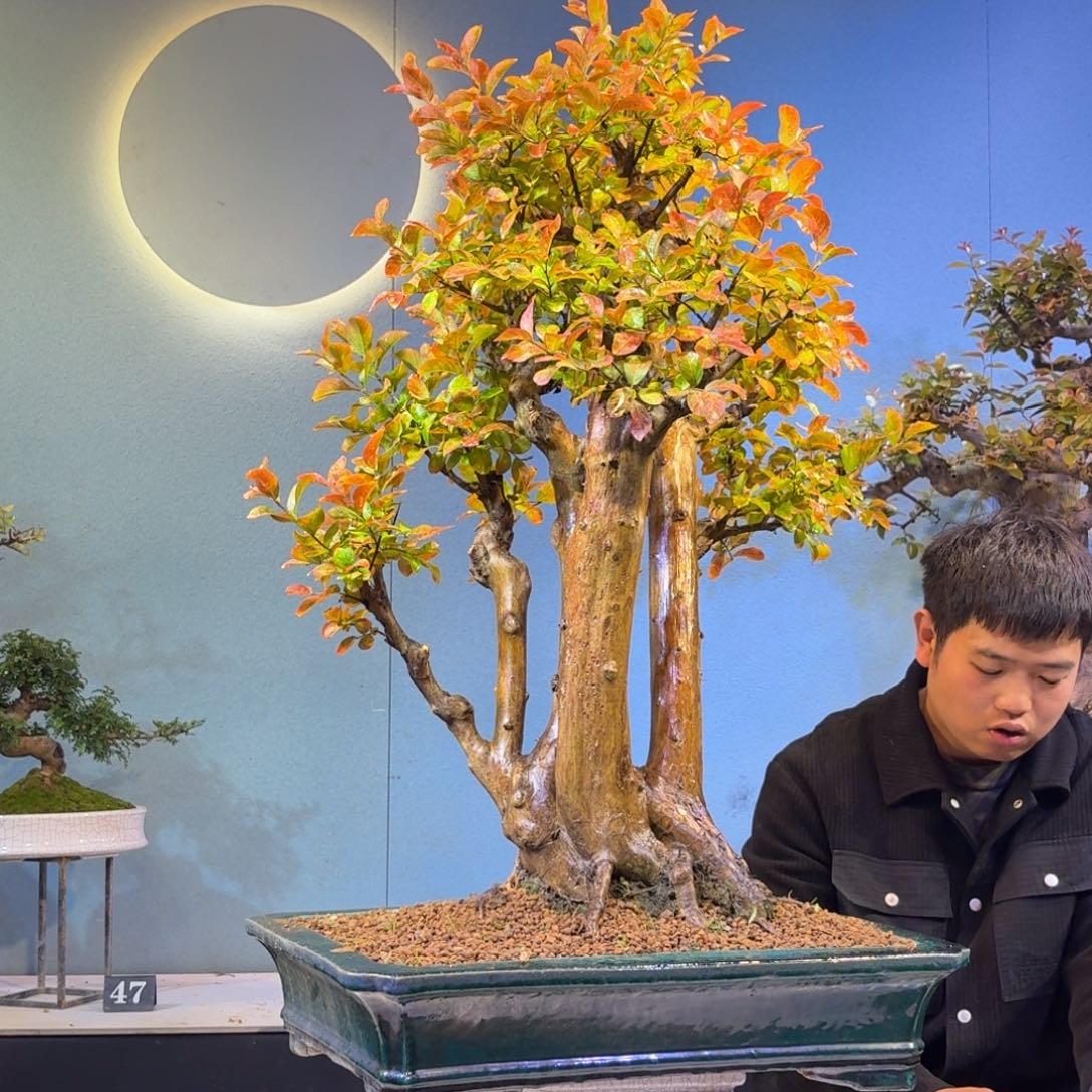 用***3无花朵红花紫薇一物一拍