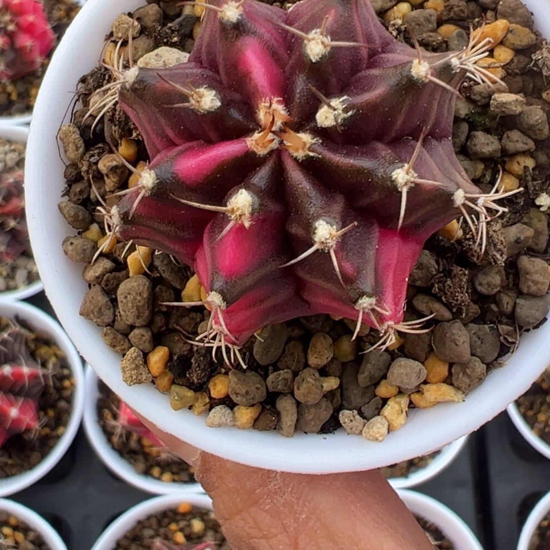 694 好看的米哈冲冲冲