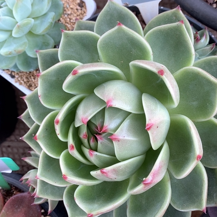 L007蓝龙直播福利