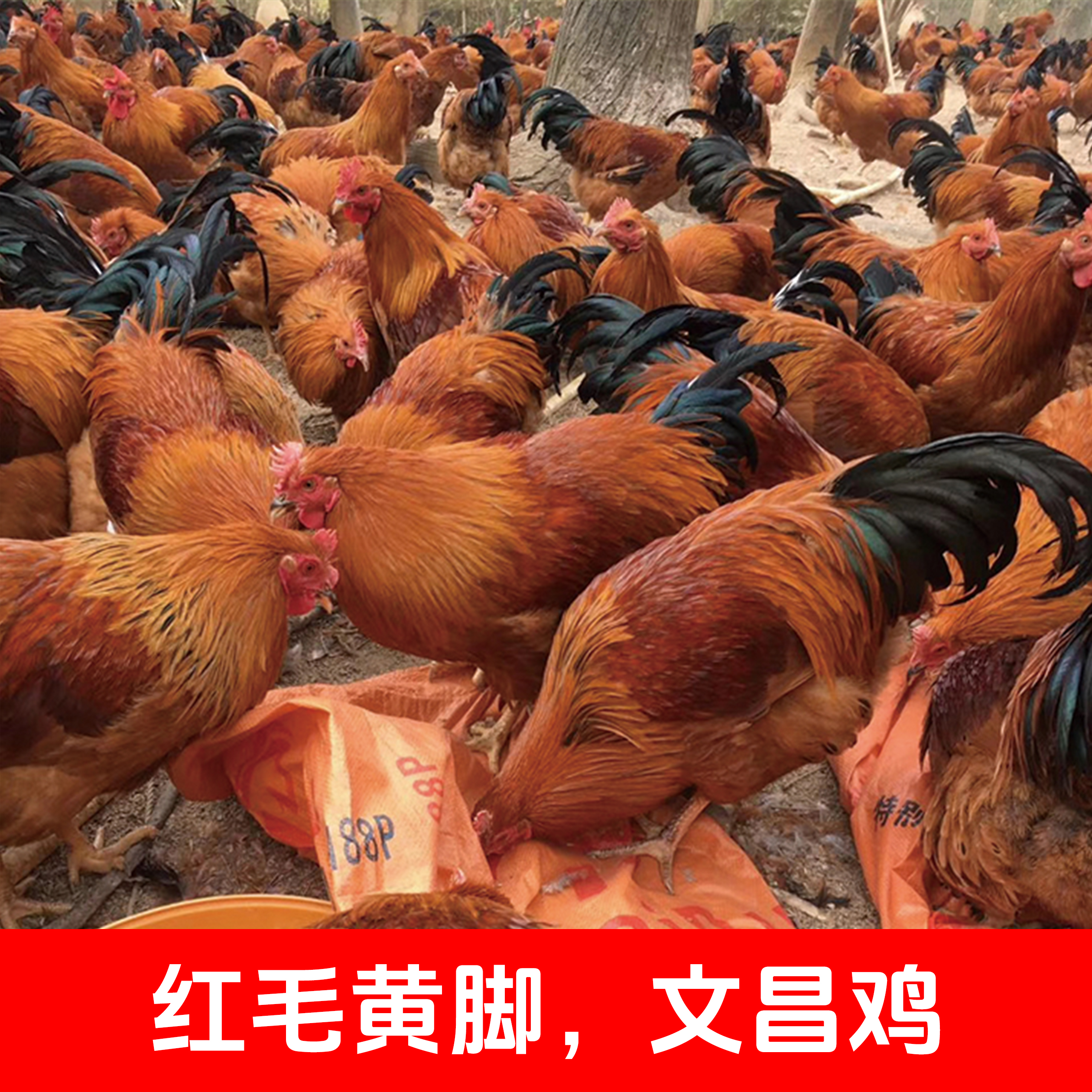 参皇文昌鸡公苗黄脚红毛身形圆润光亮