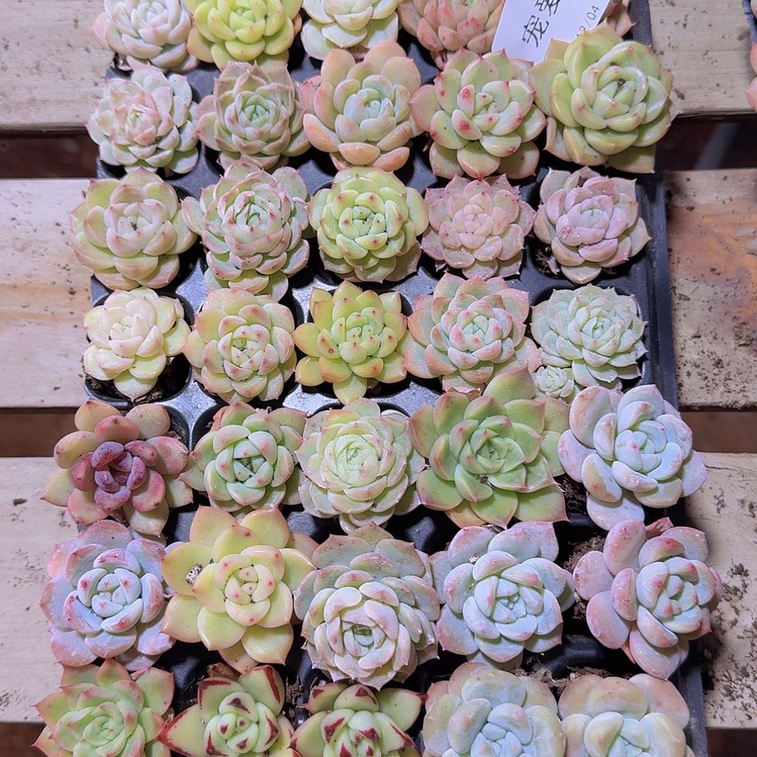 28直播福利一物一拍