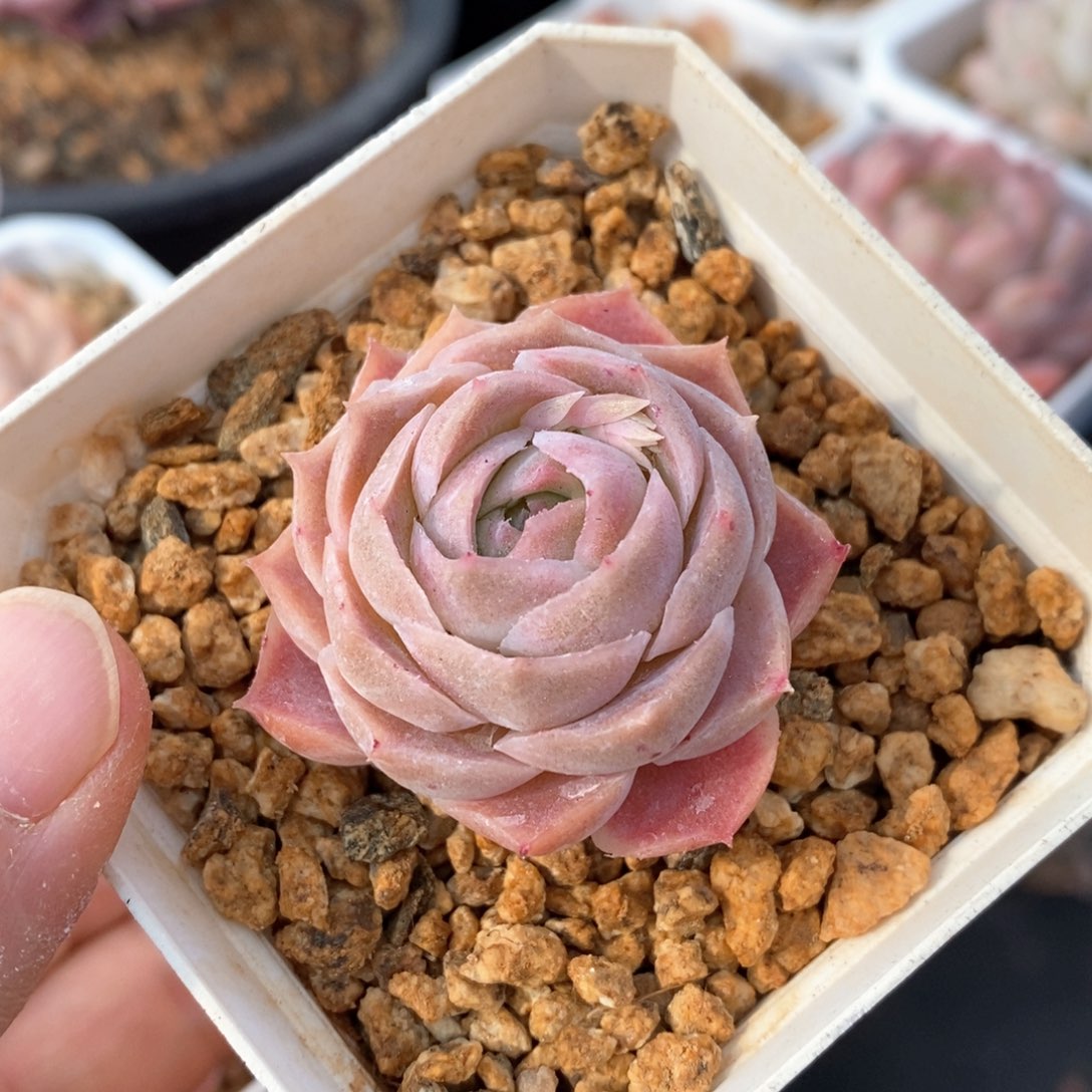 精品多肉一物一拍不包整162