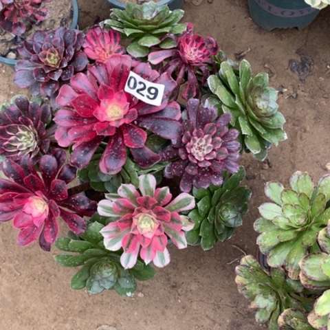 029嫁接多品种多肉法师