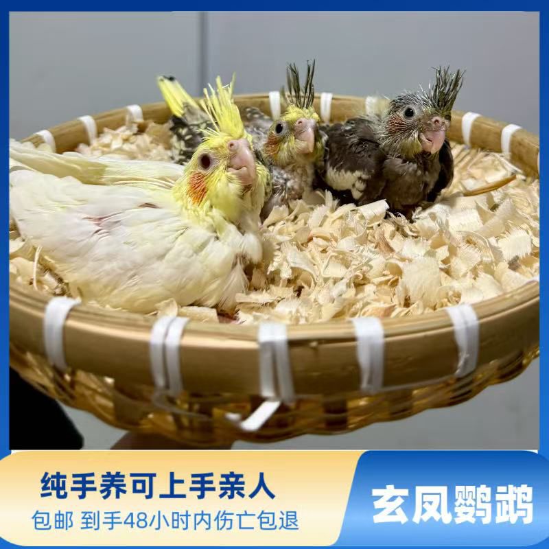 手养玄凤鹦鹉可爱亲人玄凤幼鸟（到手48小时内伤亡包退)