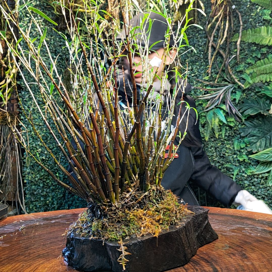 【闪购商品】用****5453姬竹叶花花花卉