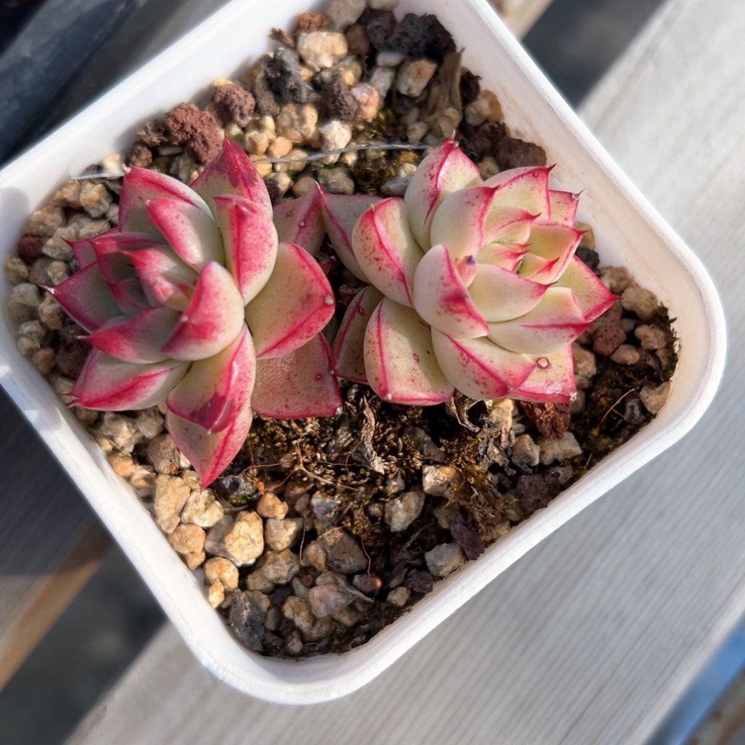 梦幻女王（满38包邮）多肉