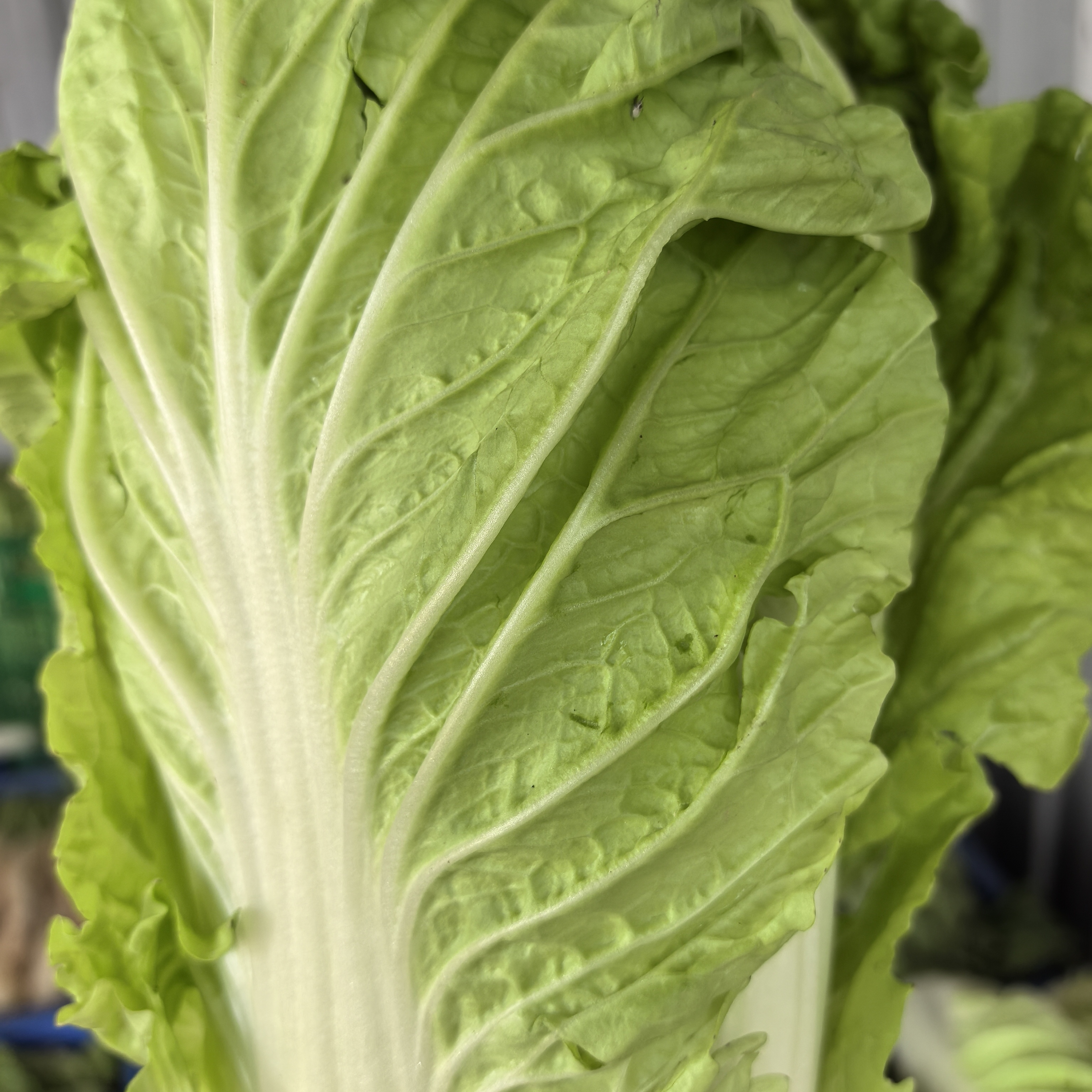 粤北山区连州大白菜 竹筒白