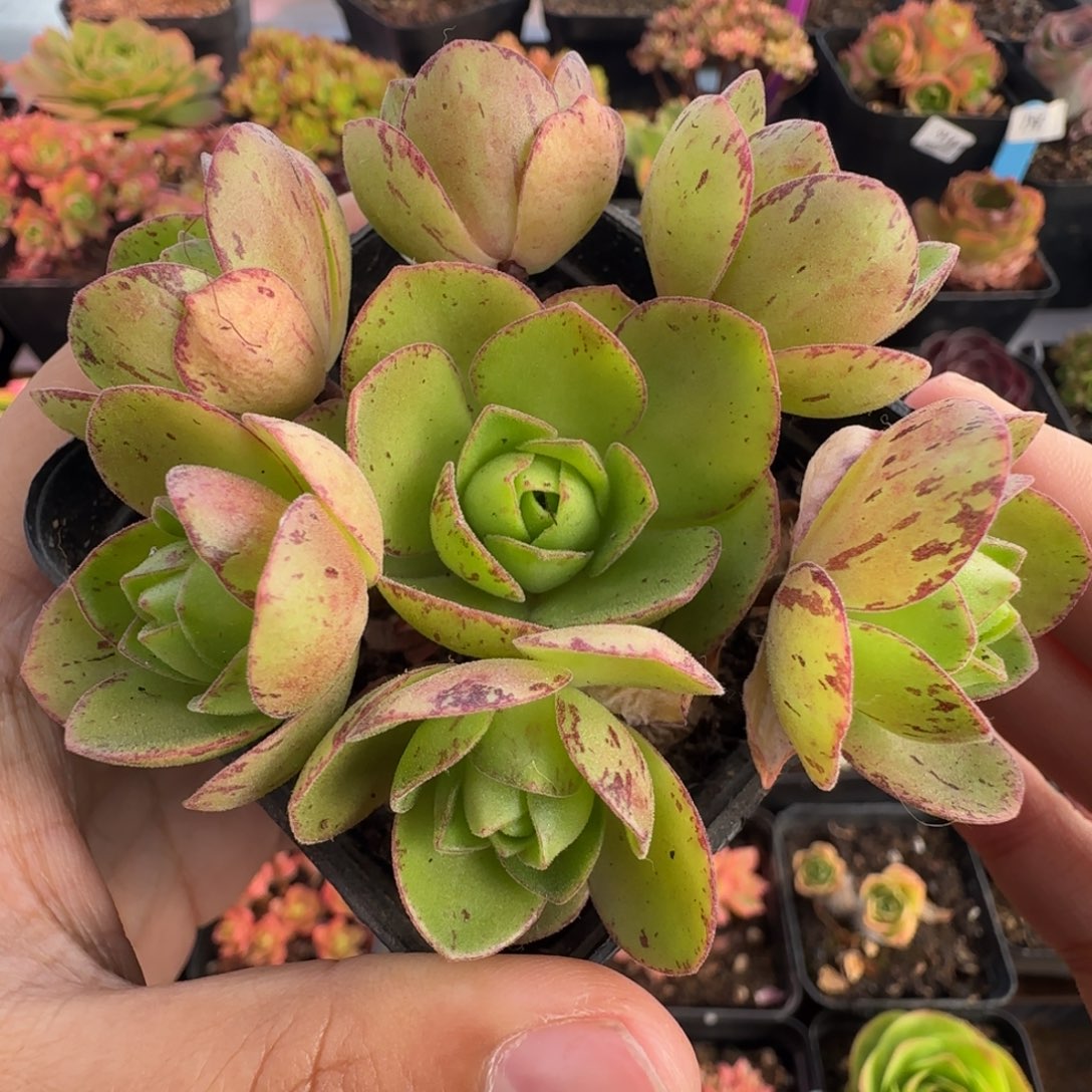 L627半城玫瑰糖豆不含盆土