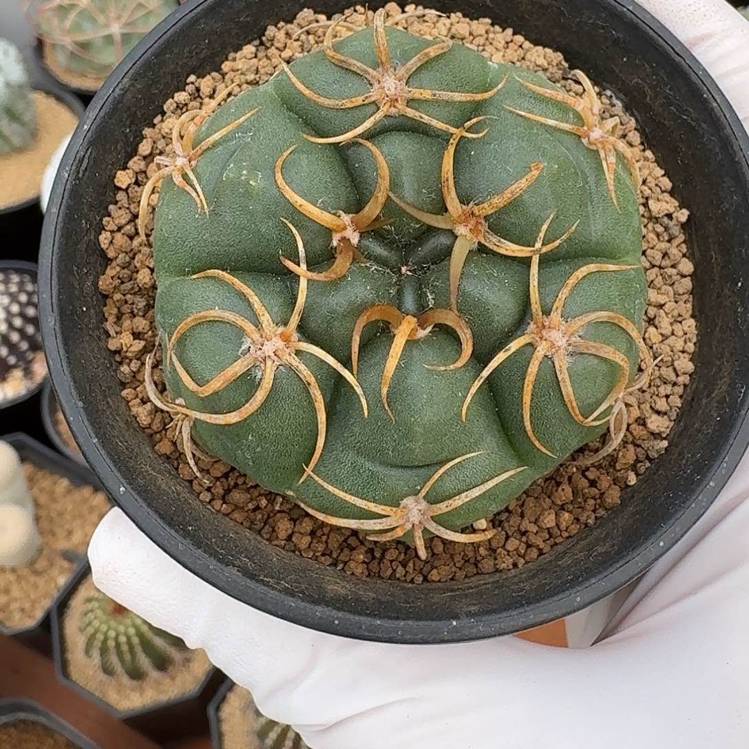 C***蓉海王仙人球123423