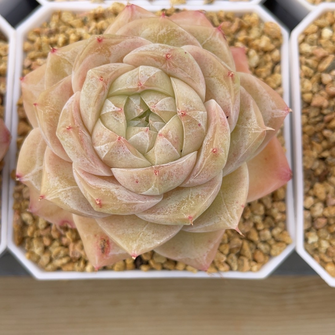 优选奶芙珍妮多肉2634