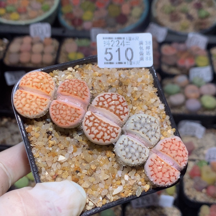精品生石花224.510