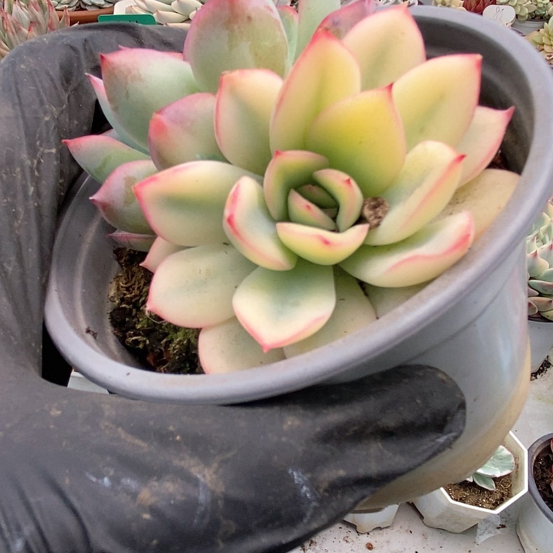 143雨燕座锦锦锦锦锦锦