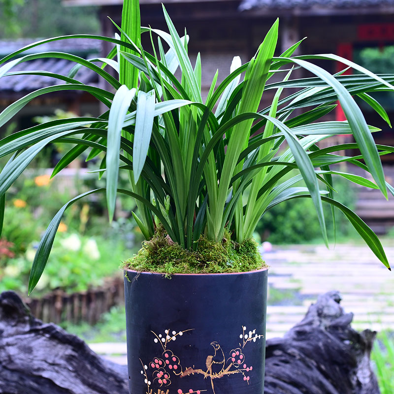 建兰铭品【云鼎素荷】高端紫砂盆 浓香兰花室内好养易活