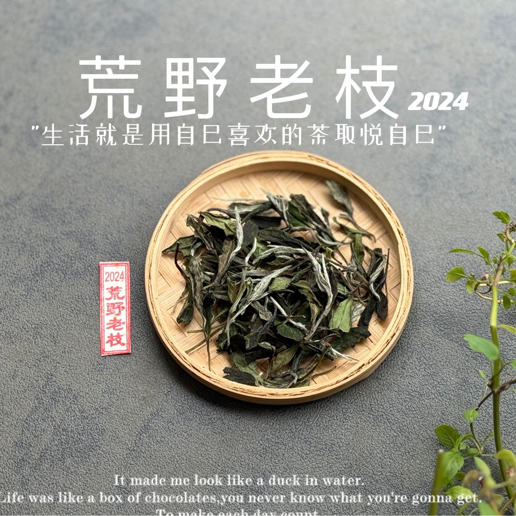 2024荒野老枝，一款特制荒野茶