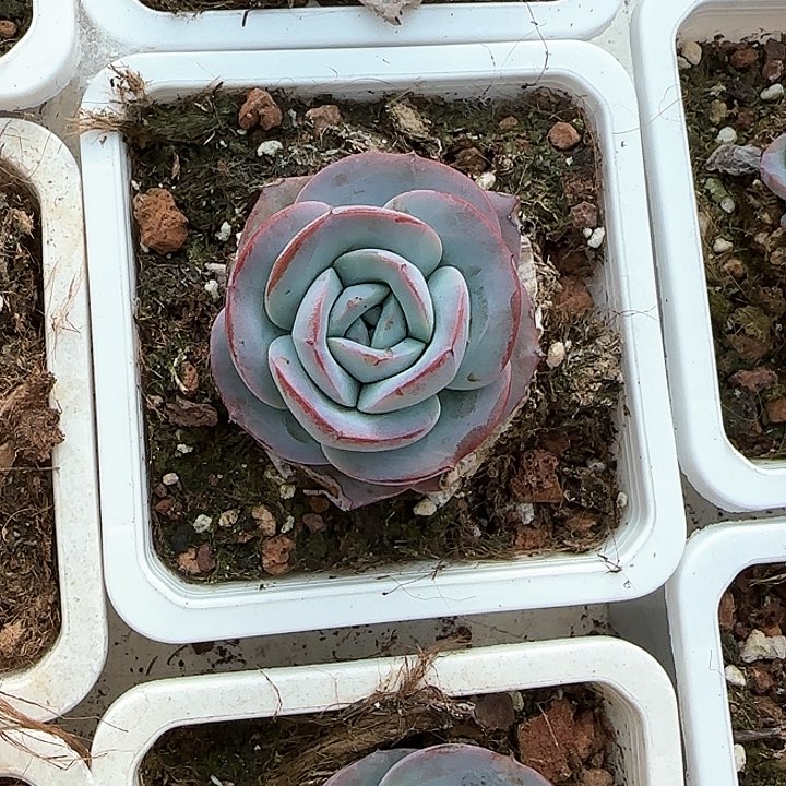 青蛙王子儿童牙膏111