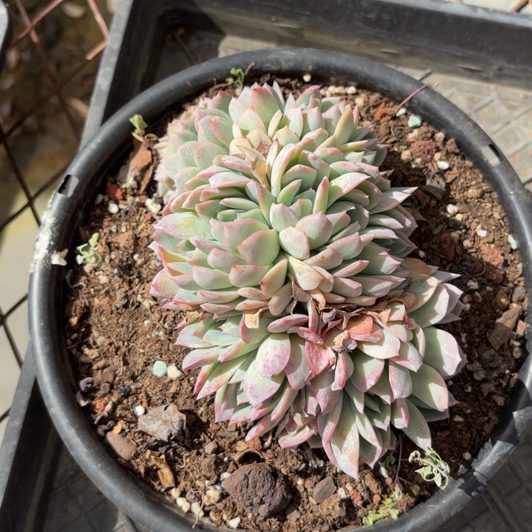 同温层多肉199莎莎缀