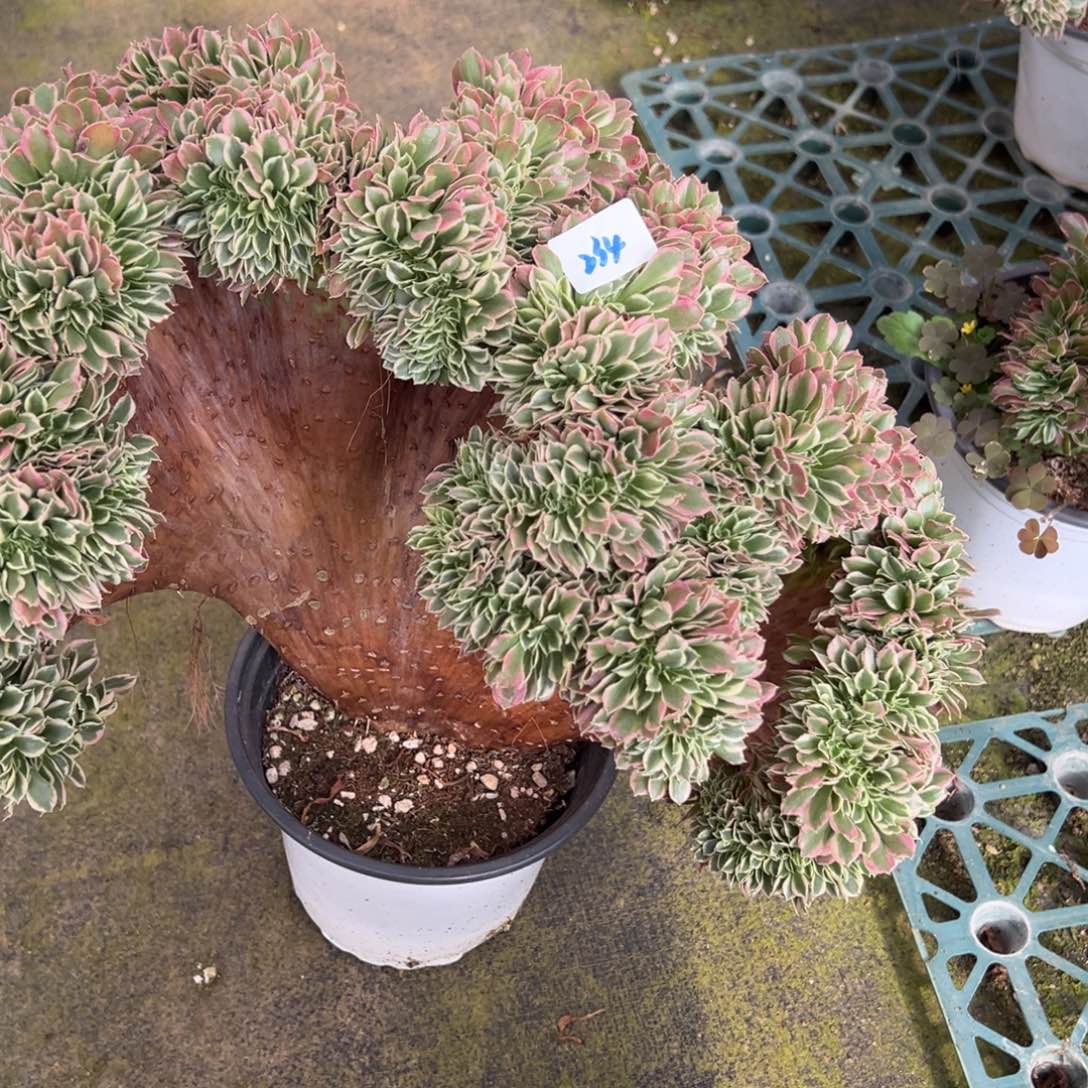 酒***谷234白凤缀多头多肉多肉