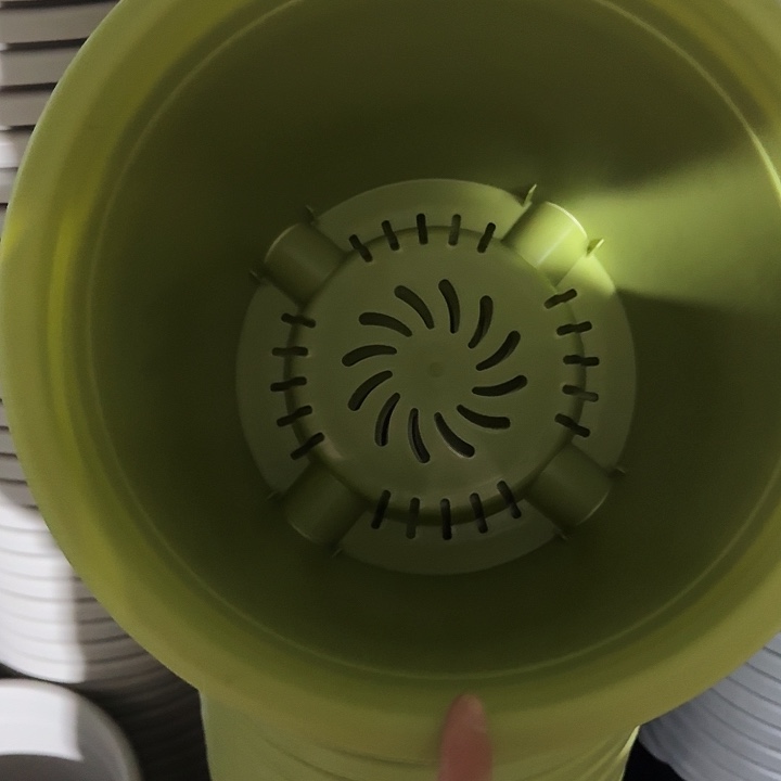 四季5号果绿无托10个特价