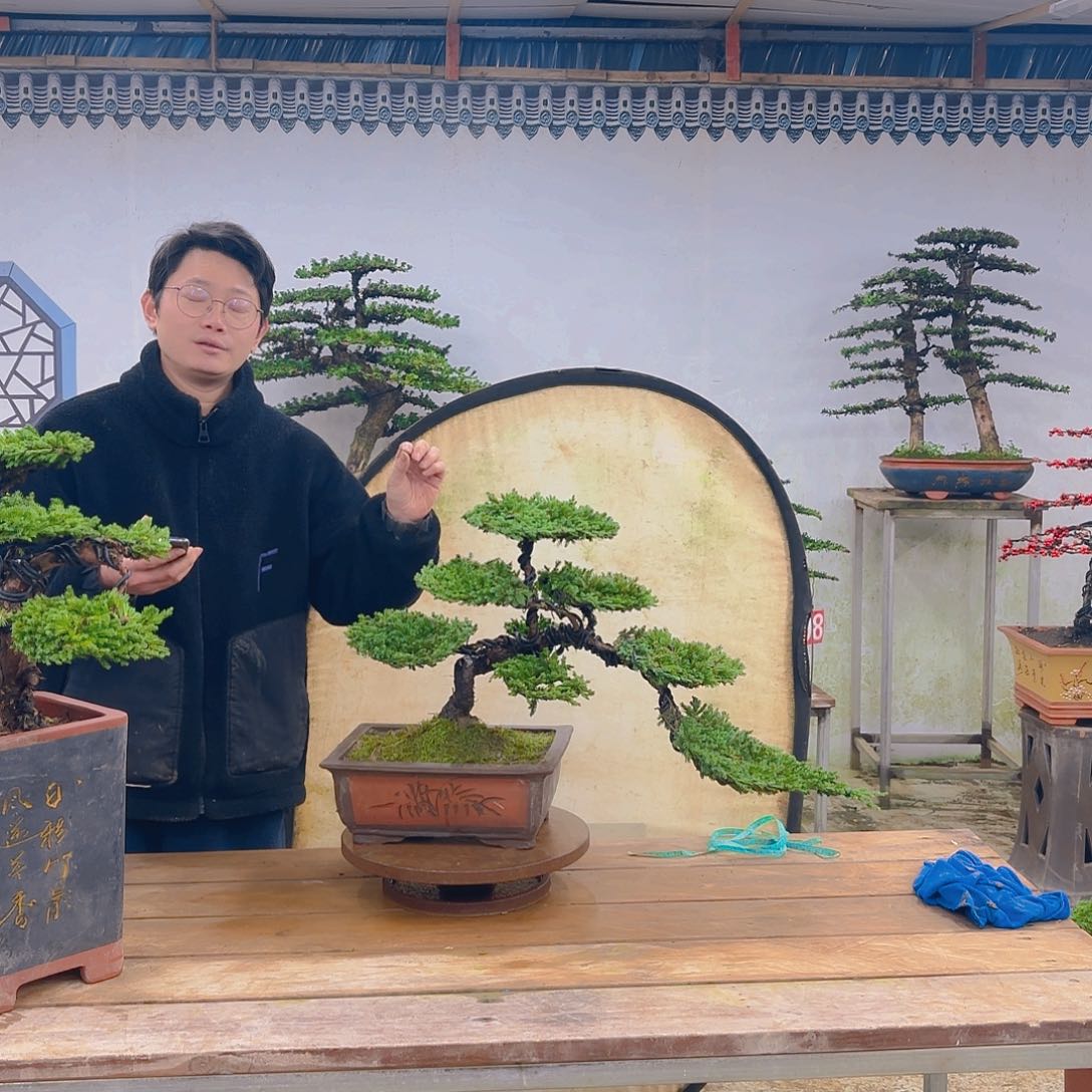 木原生珍珠柏带盆