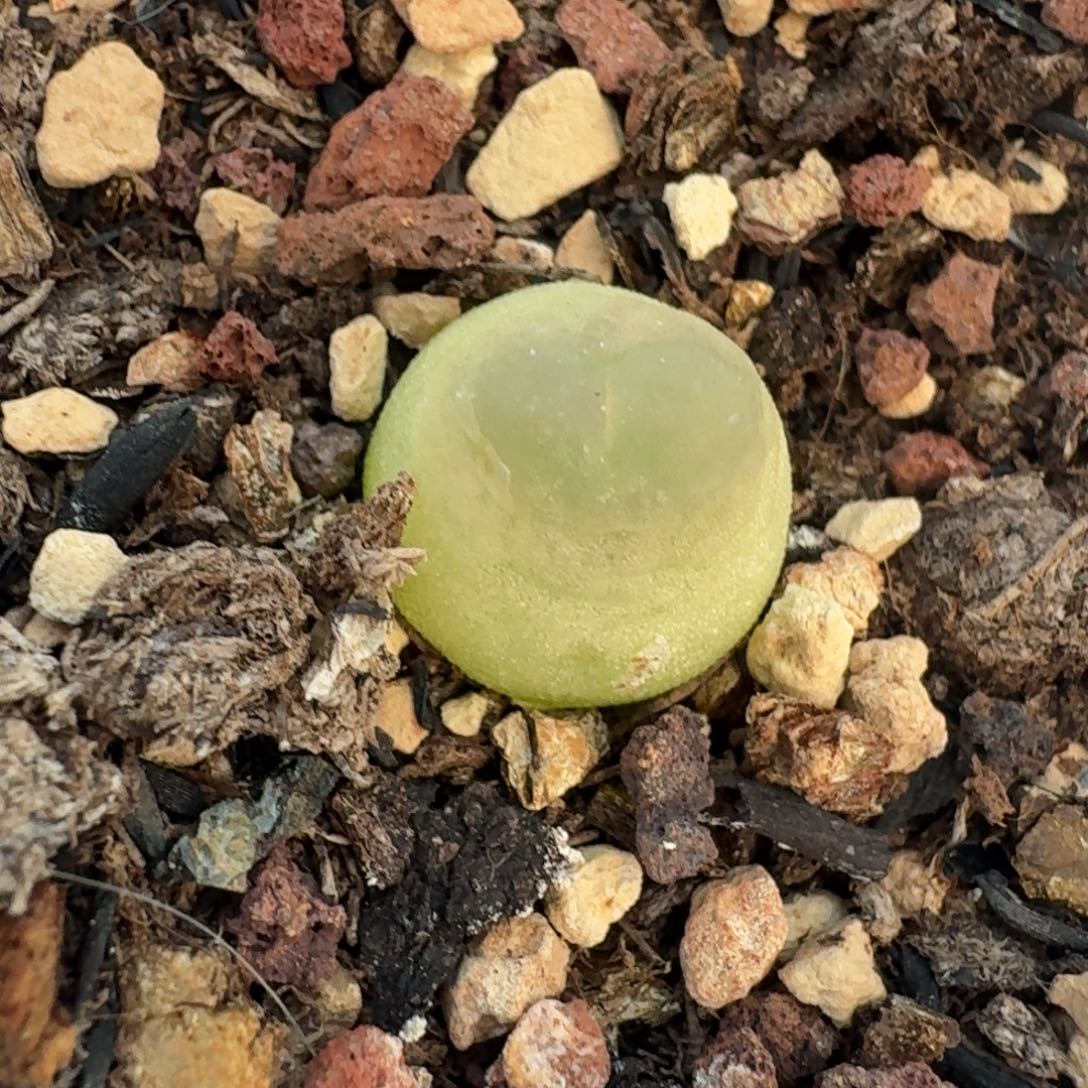 4746拉登带盆发货一颗