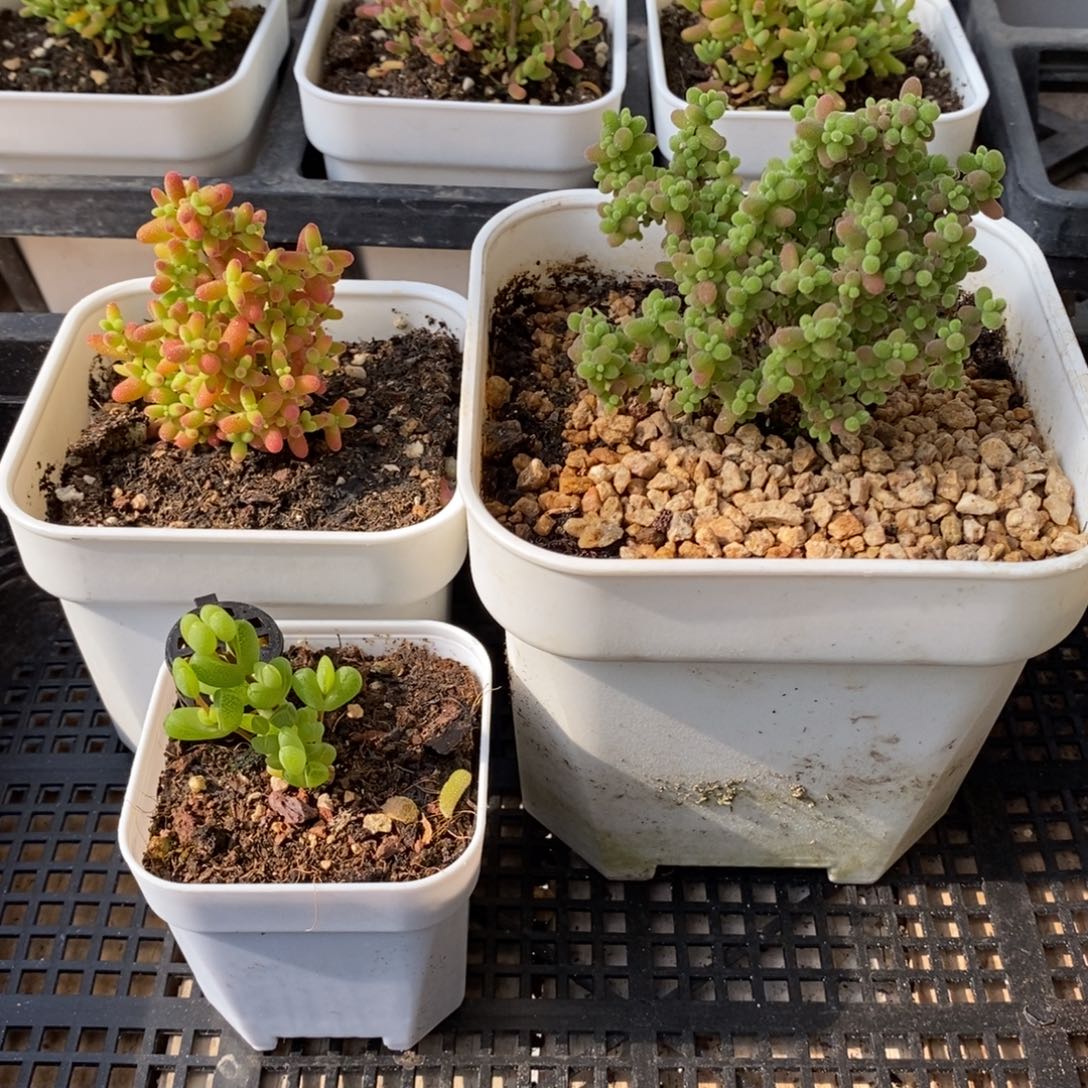 枝干番杏多肉植物081