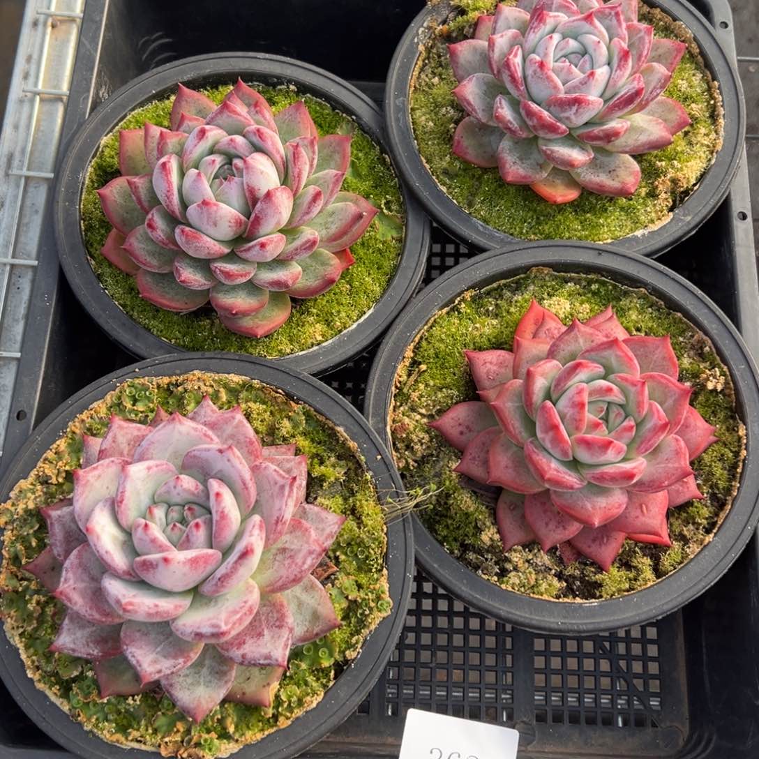 3627肉肉肉肉肉肉