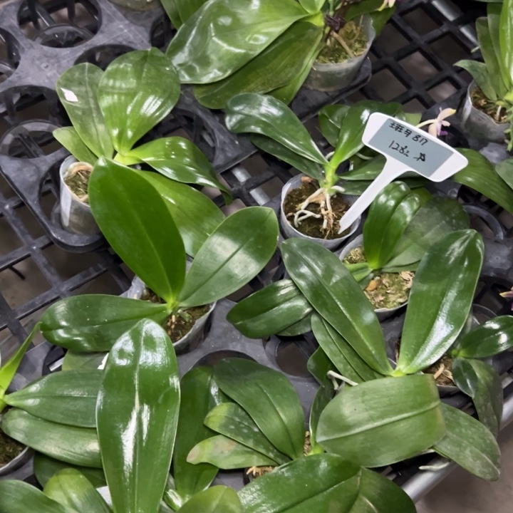 星***月不开花植物斑马817少叶、叶损