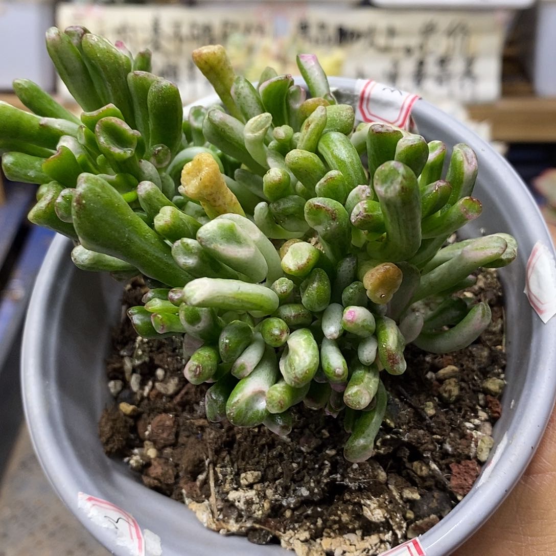 0439 吸财树锦自然群