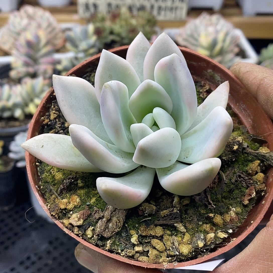 1444 奥普覆轮锦