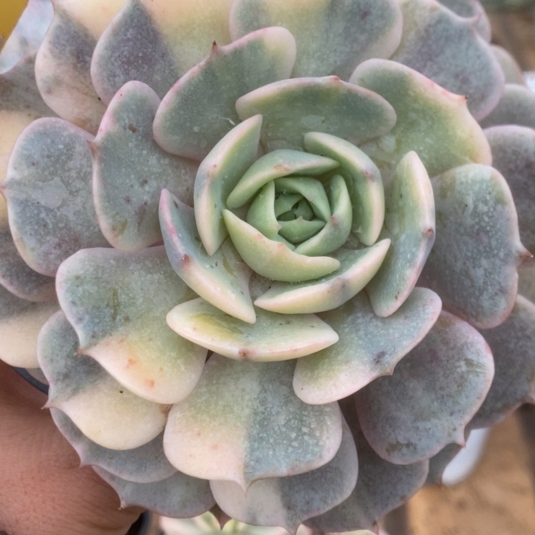 295露娜锦锦锦锦锦