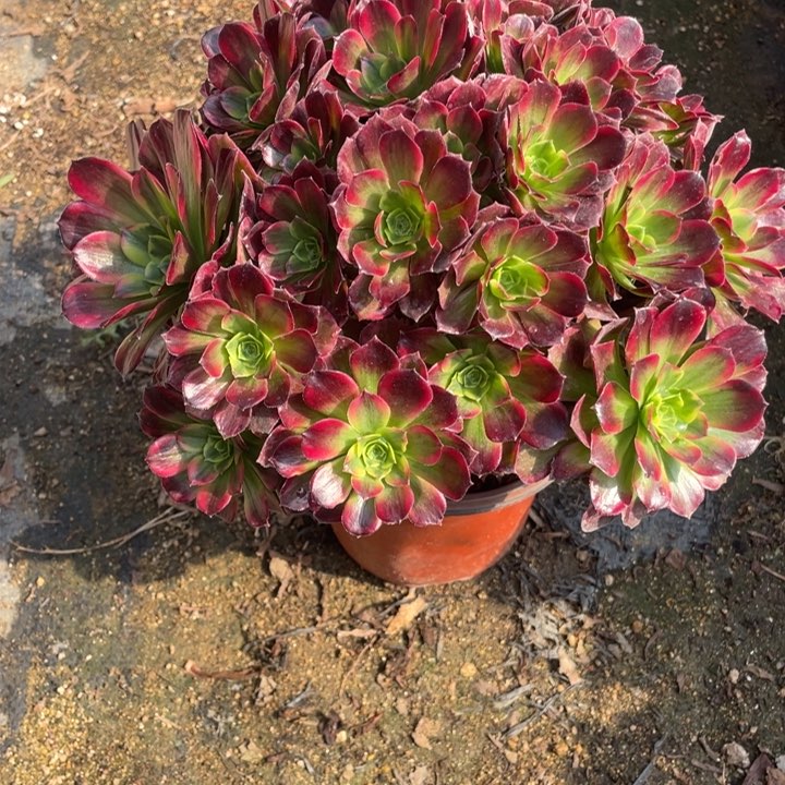 462号安娜多肉植物