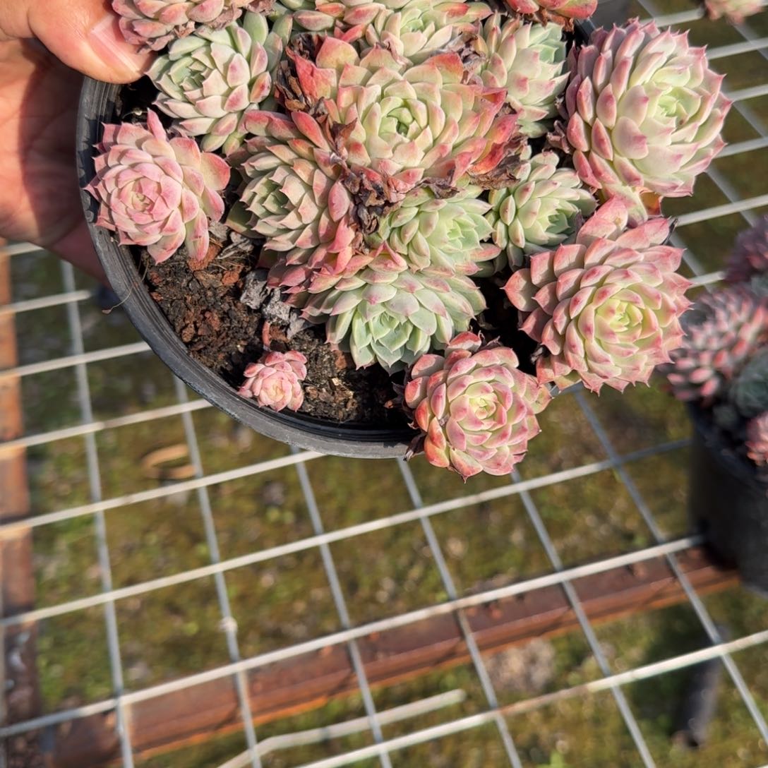 5号卡贝拉捧花多肉