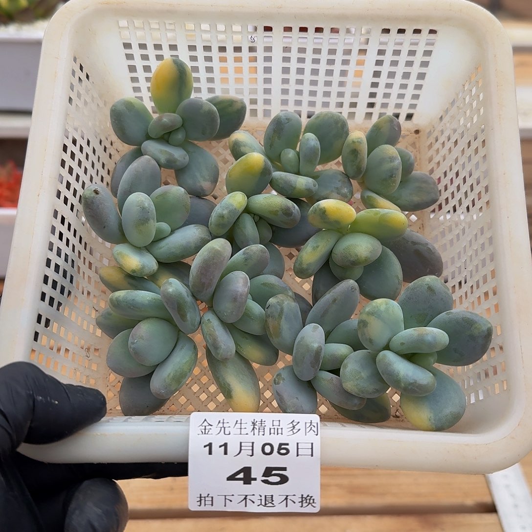 1105-45大叶美人锦头盖量拍