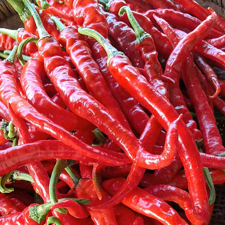 现摘新鲜湖南红辣椒肠子农家自种薄皮辣椒辣椒酱微辣红线细长