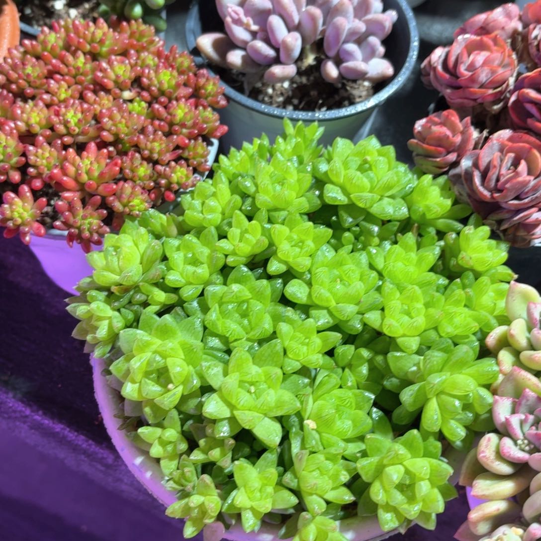 草玉露多肉15㎝盆