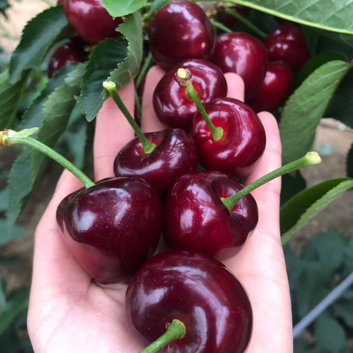h【顺丰次日达】大连头茬陆地美早大樱桃J大果 果王 现摘3斤装箱珍珠棉纸箱包装净重2.5斤（坏果包赔）美早樱桃