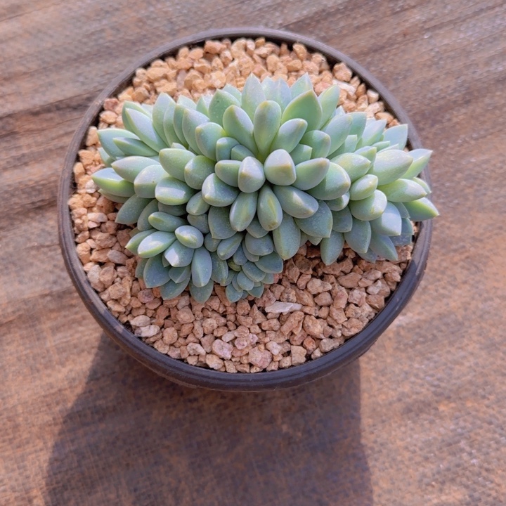 Z*记植记寄养1111111111