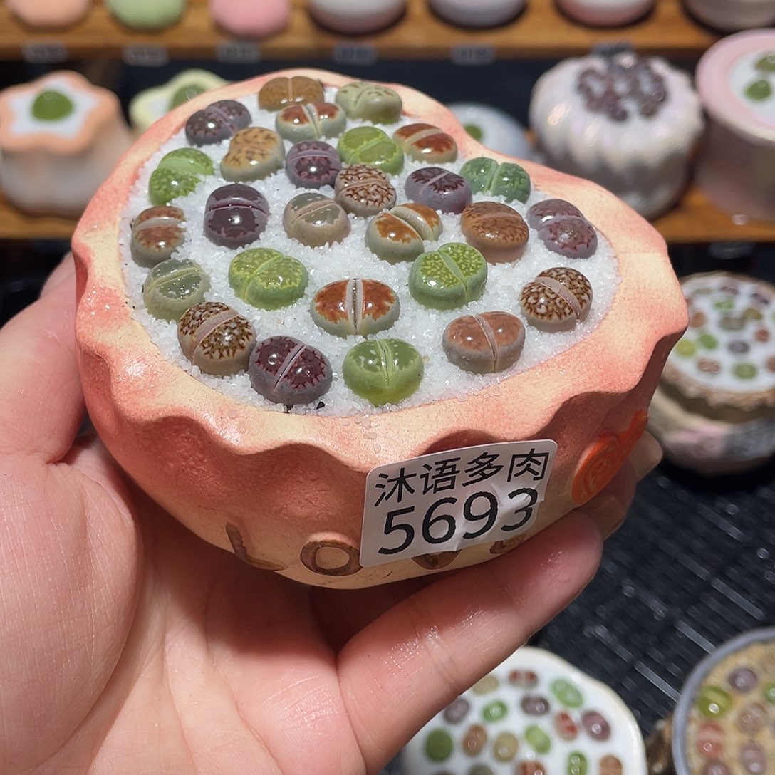 飒***弋带盆土植物 一物一拍5693