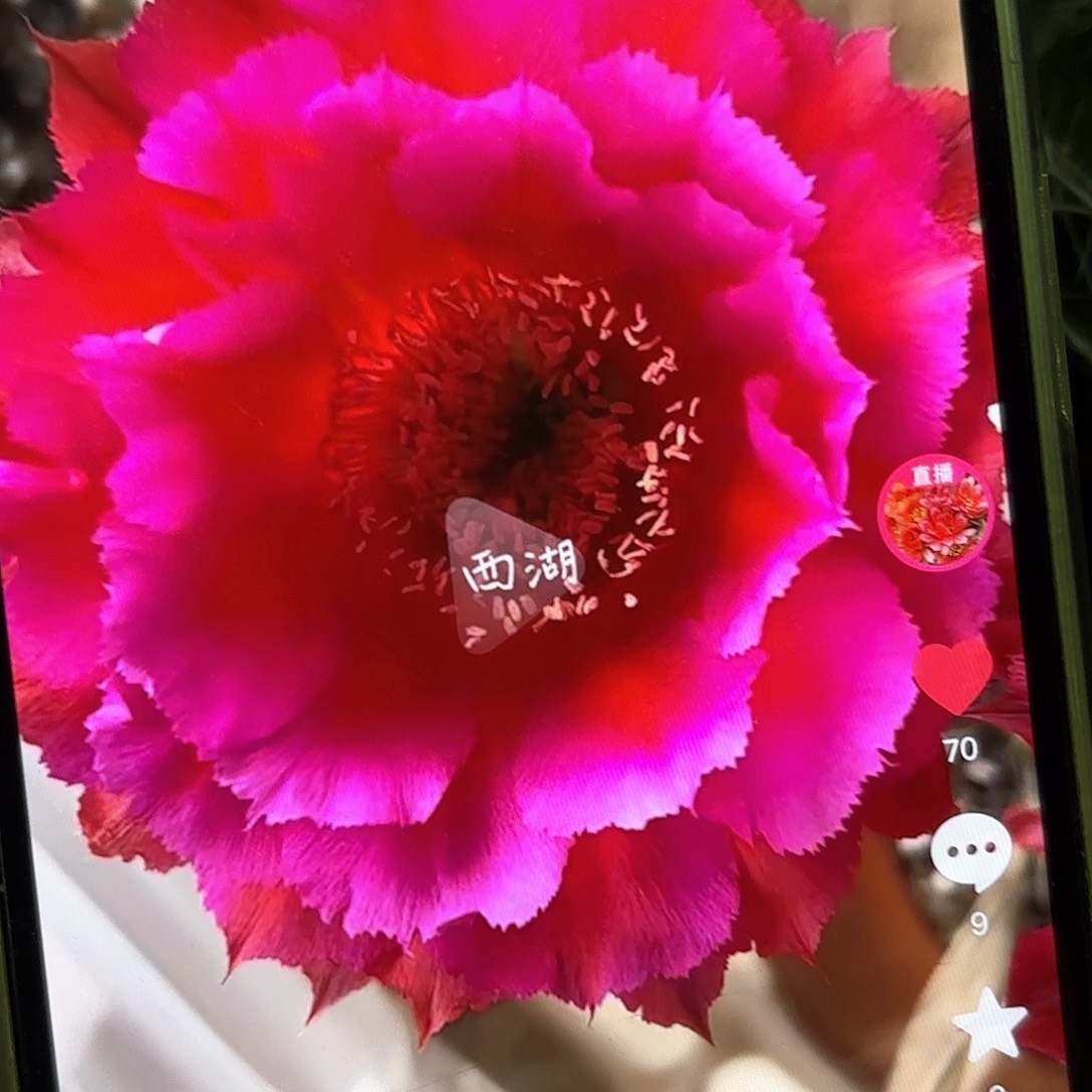 热加彩侧牙20包邮仙人球18