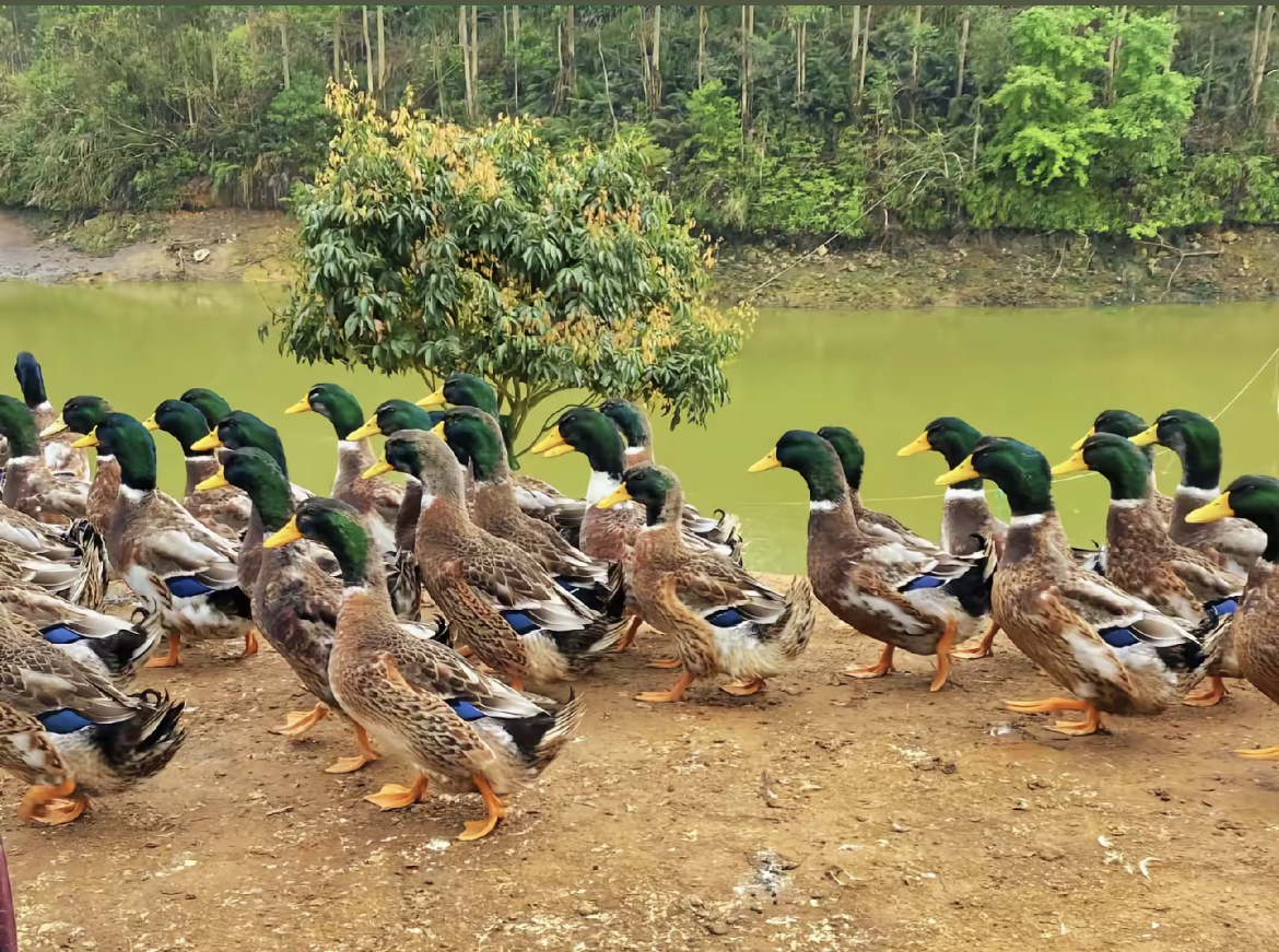 溆浦血鸭当地水果生鲜集市美食蔬菜活鸭5斤多