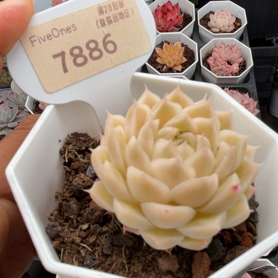 绿糖甜心7886-4.0厘米