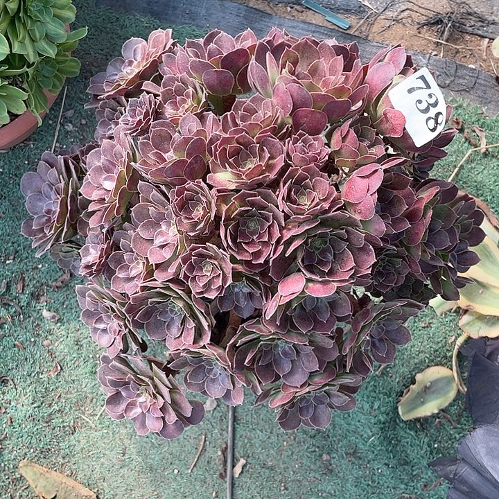 738精品荷兰玫瑰特价出不包损