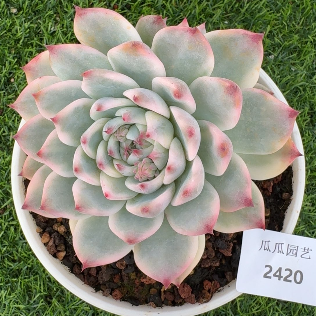 2420吉娃娃锦多肉植物