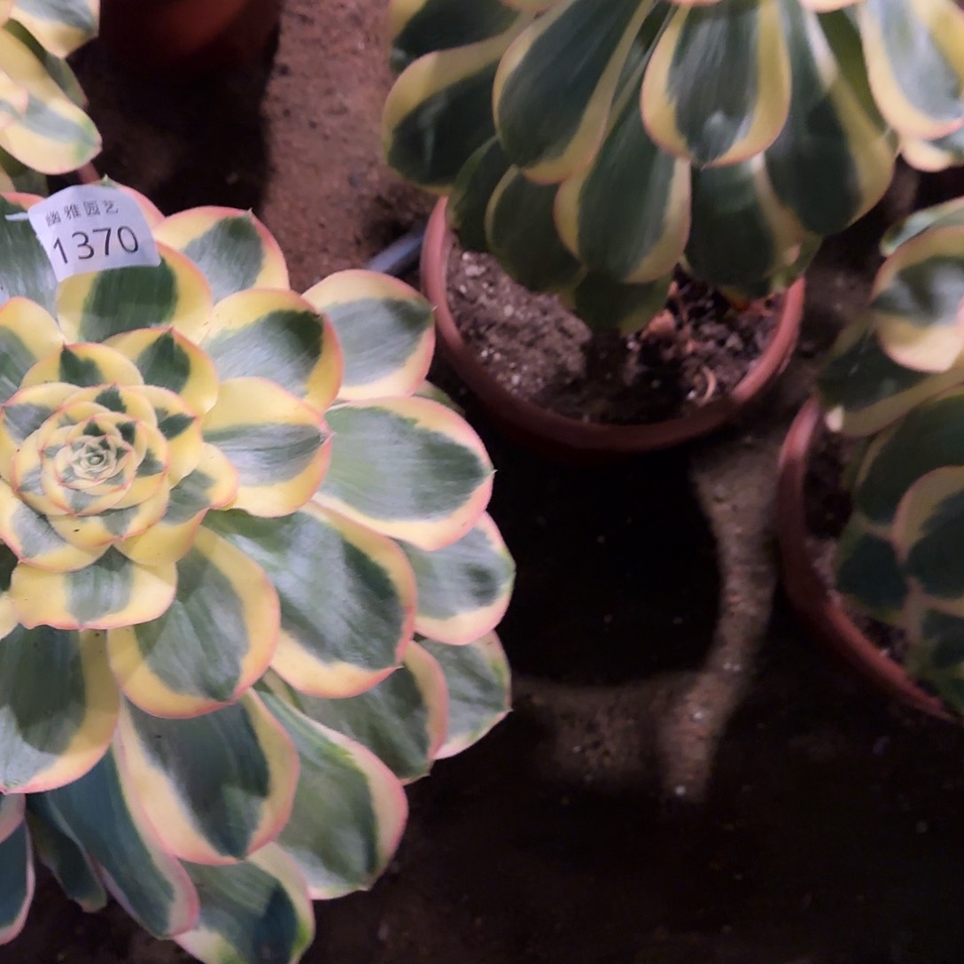 多肉植物王妃1370