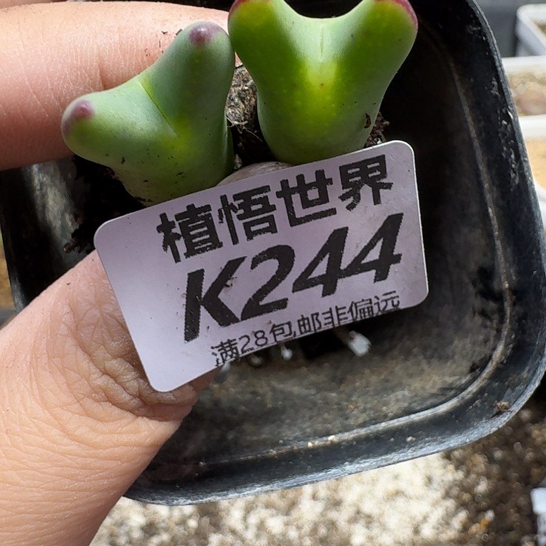 多肉植物的润泽fgb
