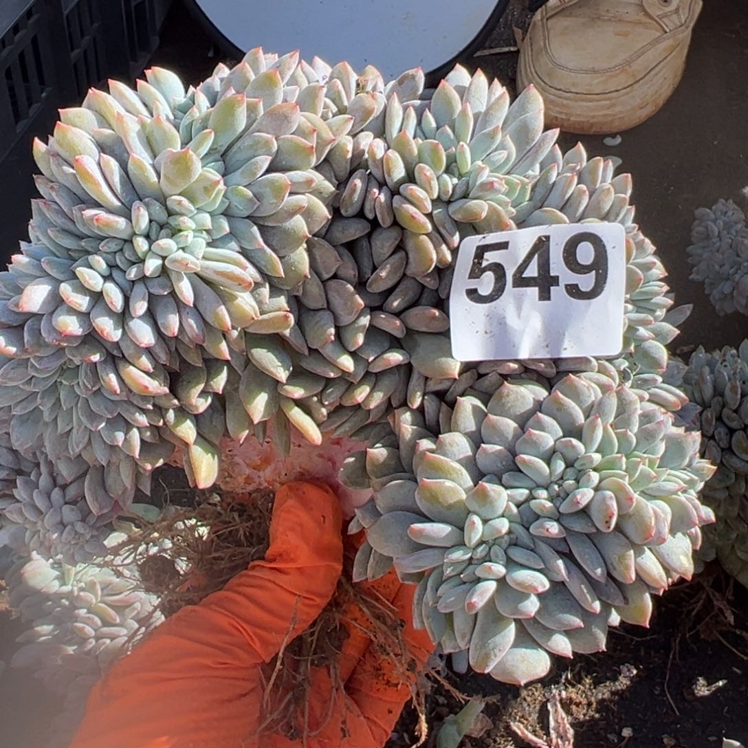 0***^549号瑕疵缀呀呀呀呀呀呀呀呀